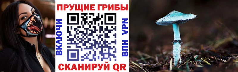 Псилоцибиновые грибы Cubensis Горно-Алтайск
